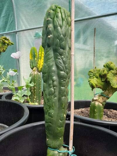4d4ef8635ae28aab.jpg Hulk Turd - Trichocereus San Pedro cactus clone photo 2