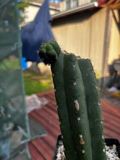 af413d1ca29c6f21.jpg Sunburn (Solar/Heat Damage) - cactus pest and disease reference photo 12