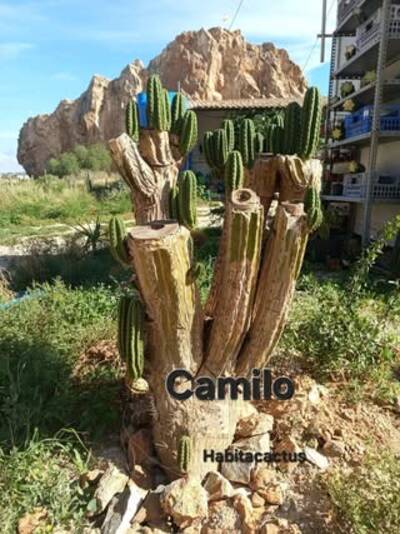 c077e59e4d852572.jpg Camillo - Trichocereus San Pedro cactus clone photo 2
