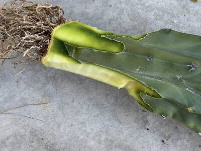 67844da783616387.jpg rot - cactus pest and disease reference photo 4