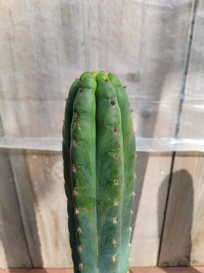 309efb4ac0cc1689.jpg Echo - Trichocereus San Pedro cactus clone photo 1
