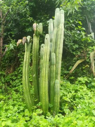 ac113675937479a6.jpg NZ Pach Dalton - Trichocereus San Pedro cactus clone photo 2