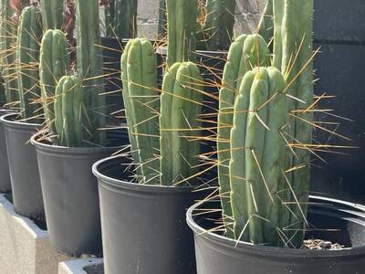 e8469e0e2849b32a.jpg California Blue - Trichocereus San Pedro cactus clone photo 14