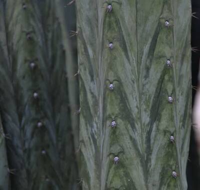 517443de30fa6449.jpg Mama Llama - Trichocereus San Pedro cactus clone photo 4