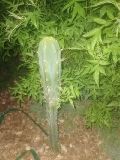26f3529fc8f94884.jpg Chemical Shamans Dick (CSD) - Trichocereus San Pedro cactus clone photo 6