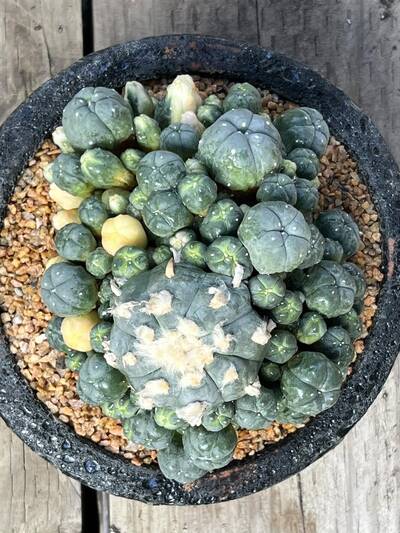560674889e6e55c9.jpg Etiolation - cactus pest and disease reference photo 3