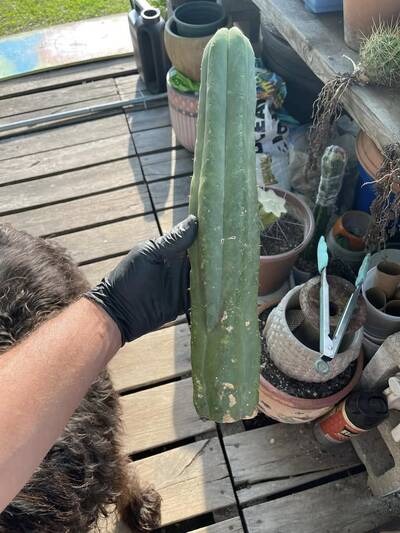 460ac3886b178729.jpg Skip - Trichocereus San Pedro cactus clone photo 2