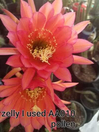 ed8f519bc76881de.jpg Scop x VRG - Trichocereus San Pedro cactus clone photo 6