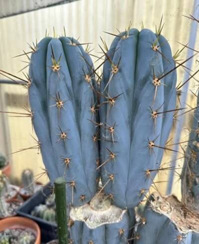 5b8019bfbbd880bc.jpg TSSBP - Trichocereus San Pedro cactus clone photo 1