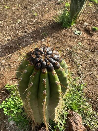 fcb0295a756f4324.jpg Bipolaris - cactus pest and disease reference photo 7