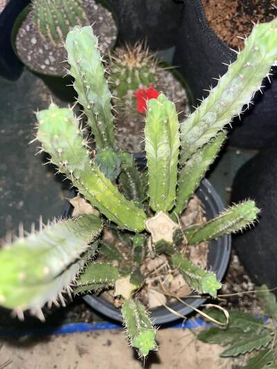 36d084d3d6600152.jpg Huachilla - Trichocereus San Pedro cactus clone photo 1