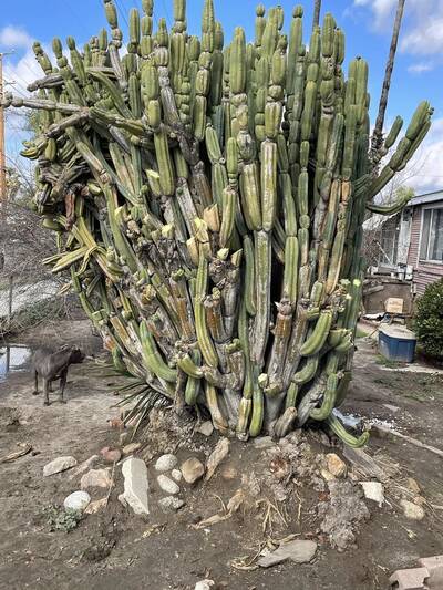 615fe9959cc046d2.jpg Old Roots - Trichocereus San Pedro cactus clone photo 1