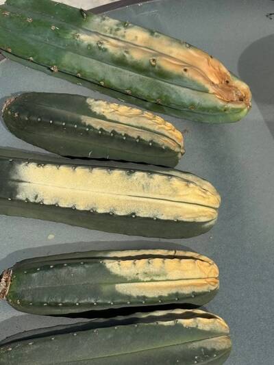 1ad3e8e5175b9348.jpg Sunburn (Solar/Heat Damage) - cactus pest and disease reference photo 20