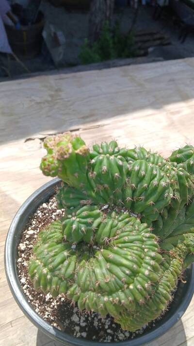 0de174c87830f507.jpg Witch's Broom - cactus pest and disease reference photo 9