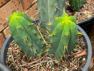 56acdaac8703b1fa.jpg Eileen - Trichocereus San Pedro cactus clone photo 4