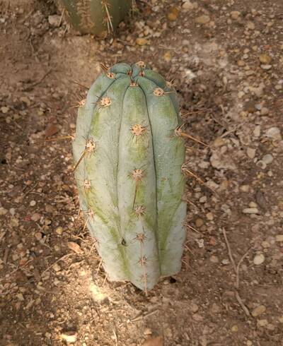 b2946bbb01969bed.jpg Sharxx Blue - Trichocereus San Pedro cactus clone photo 2