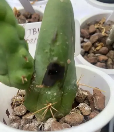 Humidity Issues - cactus pest and disease reference photo 2