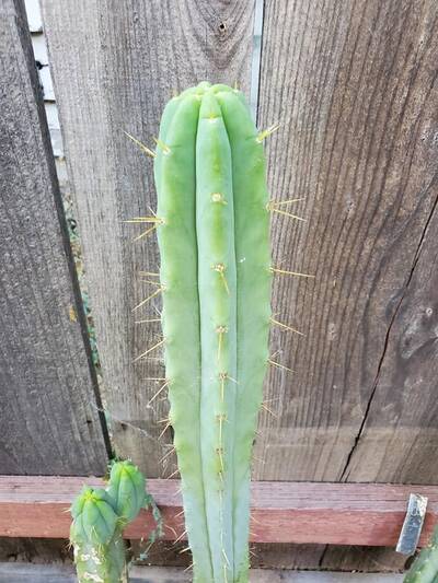 264a76363c5882a5.jpg Eileen - Trichocereus San Pedro cactus clone photo 1