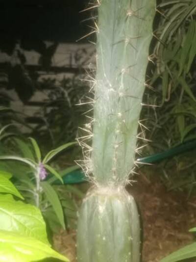 5f6b0a9dc85fd762.jpg Chemical Shamans Dick (CSD) - Trichocereus San Pedro cactus clone photo 10
