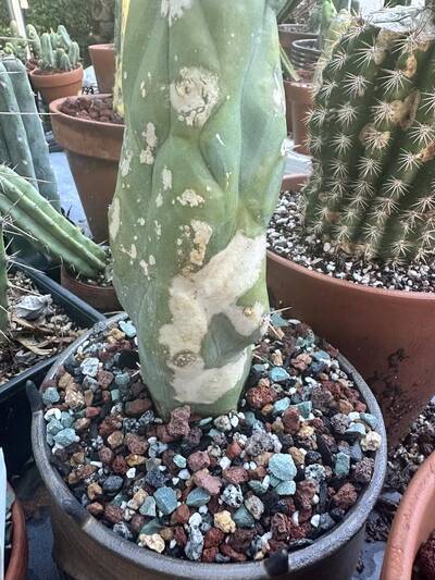 65e35a84af31b78a.jpg Sunburn (Solar/Heat Damage) - cactus pest and disease reference photo 8