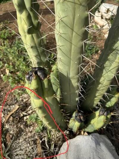 fd2f29c026117b4d.jpg Bipolaris - cactus pest and disease reference photo 16