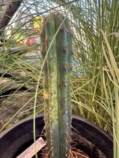 e6c50d656fb417ae.jpg Sunburn (Solar/Heat Damage) - cactus pest and disease reference photo 16