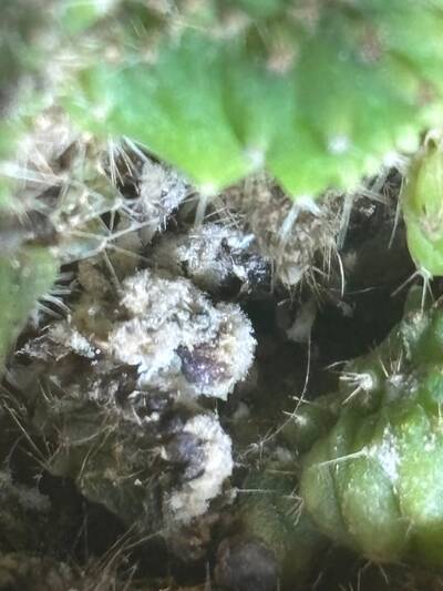 ad339538ea23dd24.jpg Mealybugs - cactus pest and disease reference photo 2