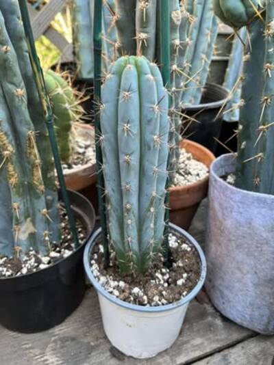 d79f60ad35e9f778.jpg gh5 - Trichocereus San Pedro cactus clone photo 3