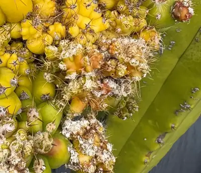 Witch's Broom - cactus pest and disease reference photo 1