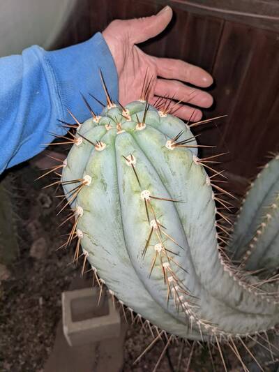 2a52ee8f98f1c5a8.jpg Matucana × macrogonus - Trichocereus San Pedro cactus clone photo 4