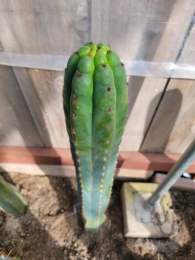 acb995232f8bcaba.jpg Echo - Trichocereus San Pedro cactus clone photo 2