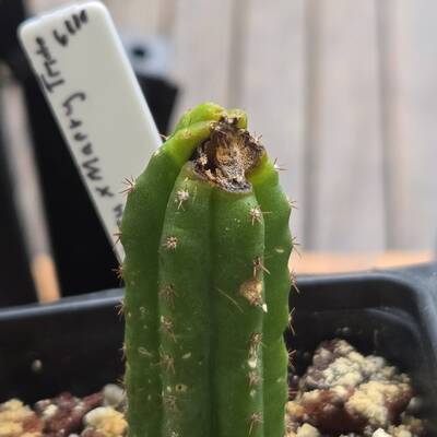 4563d17fa5749b5a.jpg Bipolaris - cactus pest and disease reference photo 5