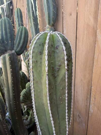 2457aa05ace189dc.jpg Root Rot - cactus pest and disease reference photo 9