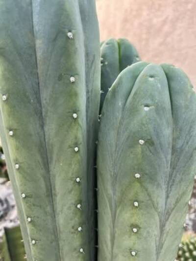 c98c546ee86e8e02.jpg SoCal Helmut - Trichocereus San Pedro cactus clone photo 4