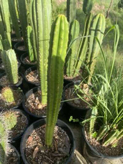 eb5b13651107da9d.jpg nutrient deficiency - cactus pest and disease reference photo 5
