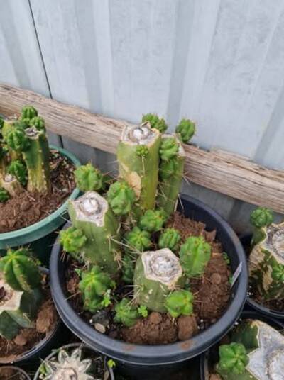 0c0301b602232c80.jpg Bridgesii fruit salad - Trichocereus San Pedro cactus clone photo 1