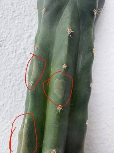 b99c2b39534be580.jpg Bacterial Infection - cactus pest and disease reference photo 8