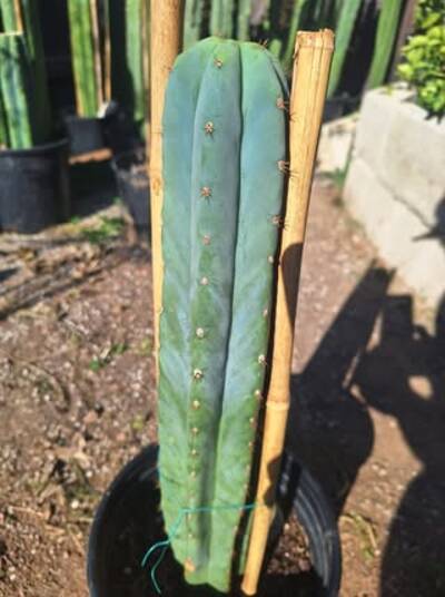 1cc9b1b773359cdc.jpg Max-01 - Trichocereus San Pedro cactus clone photo 2