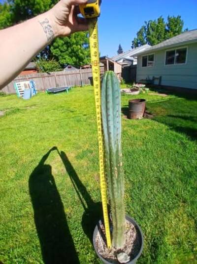 234e1e84f37a5934.jpg Pink Elephant - Trichocereus San Pedro cactus clone photo 1