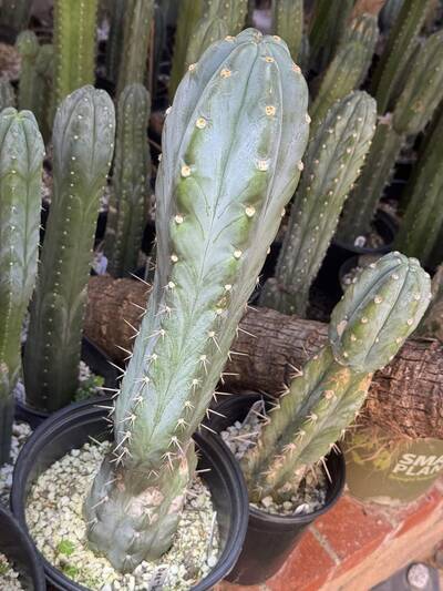 b771df46cd33cdc5.jpg TSSBP - Trichocereus San Pedro cactus clone photo 3