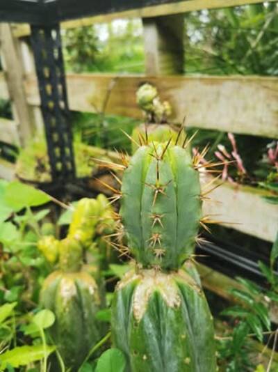 bdf507f3113c819b.jpg Chemical Shamans Dick (CSD) - Trichocereus San Pedro cactus clone photo 16