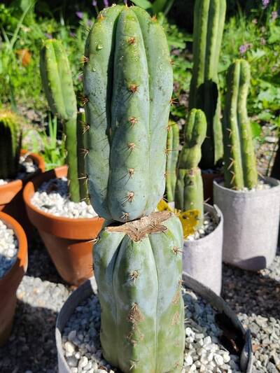 d53cd8543d10e896.jpg William Baker - Trichocereus San Pedro cactus clone photo 2