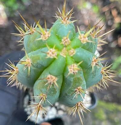 8b0d781139a0cbf5.jpg TA01 - Trichocereus San Pedro cactus clone photo 3