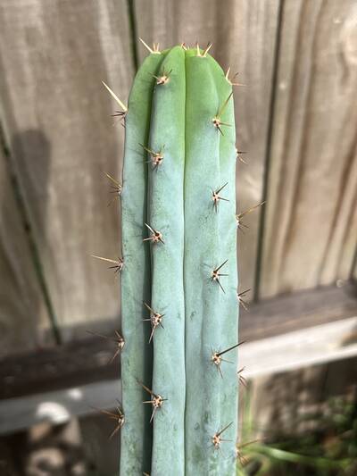 Oceanside02 - Trichocereus San Pedro cactus clone photo 1