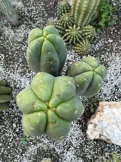 9fa4022ef7b89721.jpg SoCal Helmut - Trichocereus San Pedro cactus clone photo 2