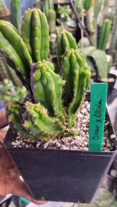6debebb06f00742c.jpg Witch's Broom - cactus pest and disease reference photo 12