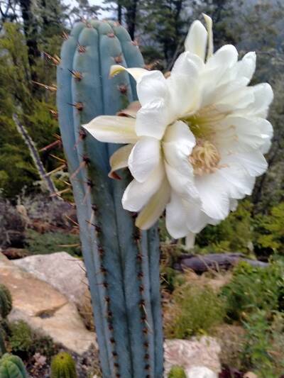 b1258a5ae5d31a74.jpg El Willow - Trichocereus San Pedro cactus clone photo 5