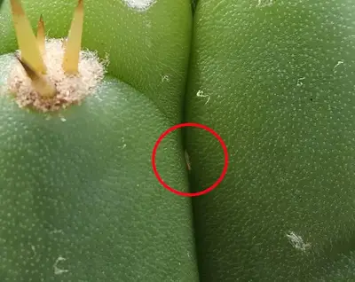 Thrips - cactus pest and disease reference photo 5