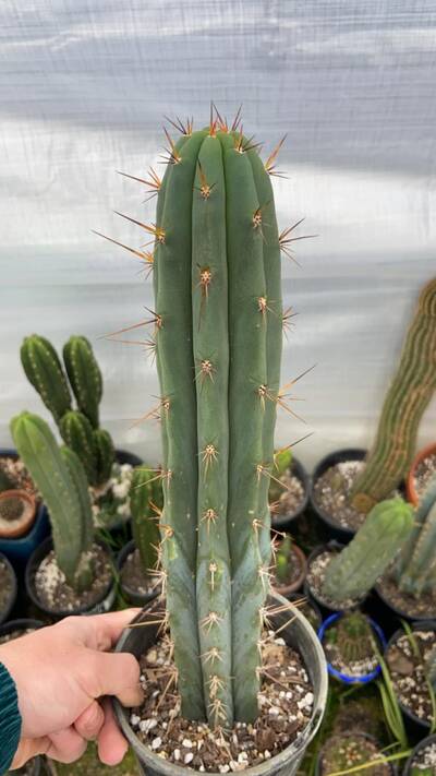 a01dd555084355c7.jpg Hellraiser - Trichocereus San Pedro cactus clone photo 1