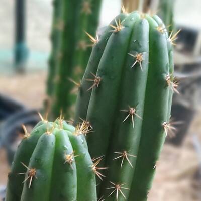 b906ed862bb98ae9.jpg Bonny - Trichocereus San Pedro cactus clone photo 1